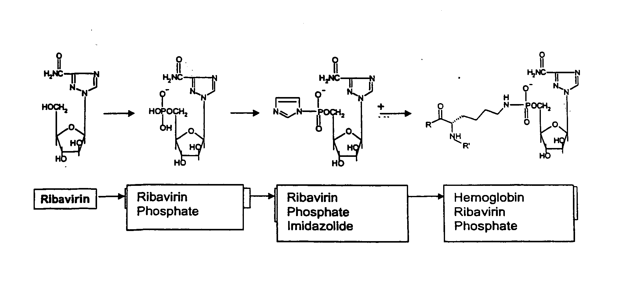 Targeted delivery of antiviral compounds through hemoglobin bioconjugates