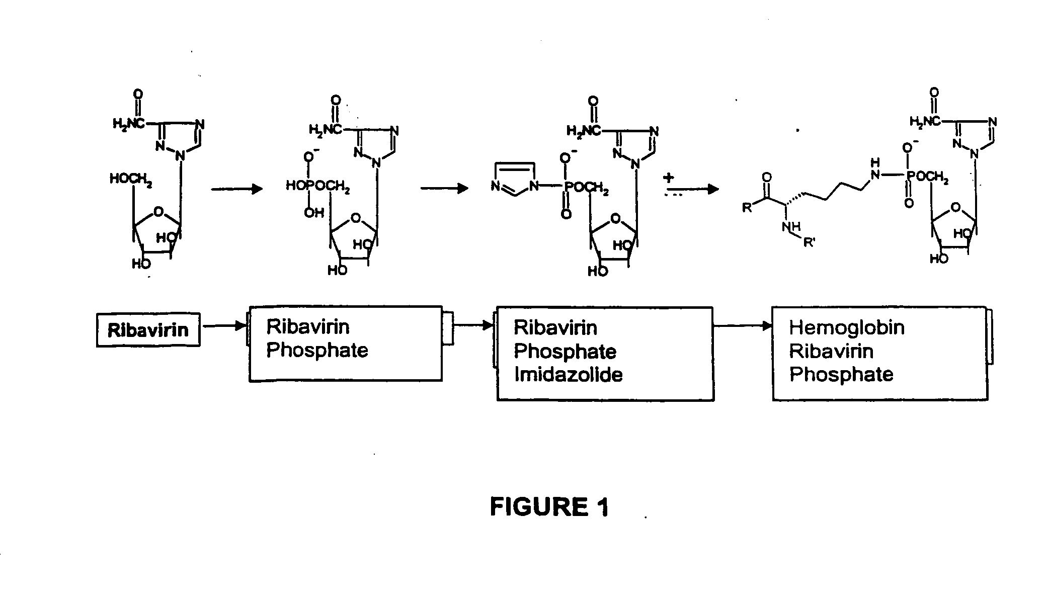 Targeted delivery of antiviral compounds through hemoglobin bioconjugates