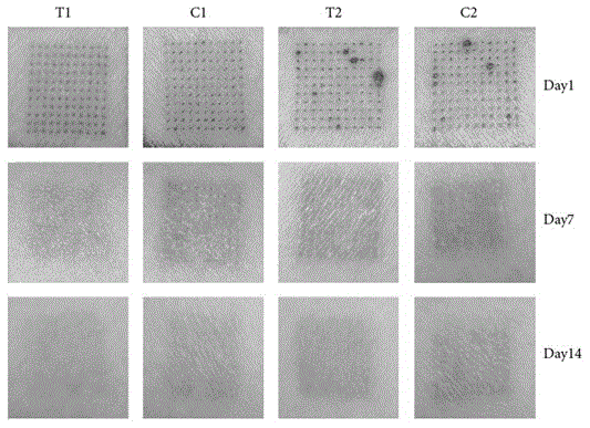 Application of compound cytokines of human umbilical cord mesenchymal stem cells in the preparation of biological preparations for repairing skin damage