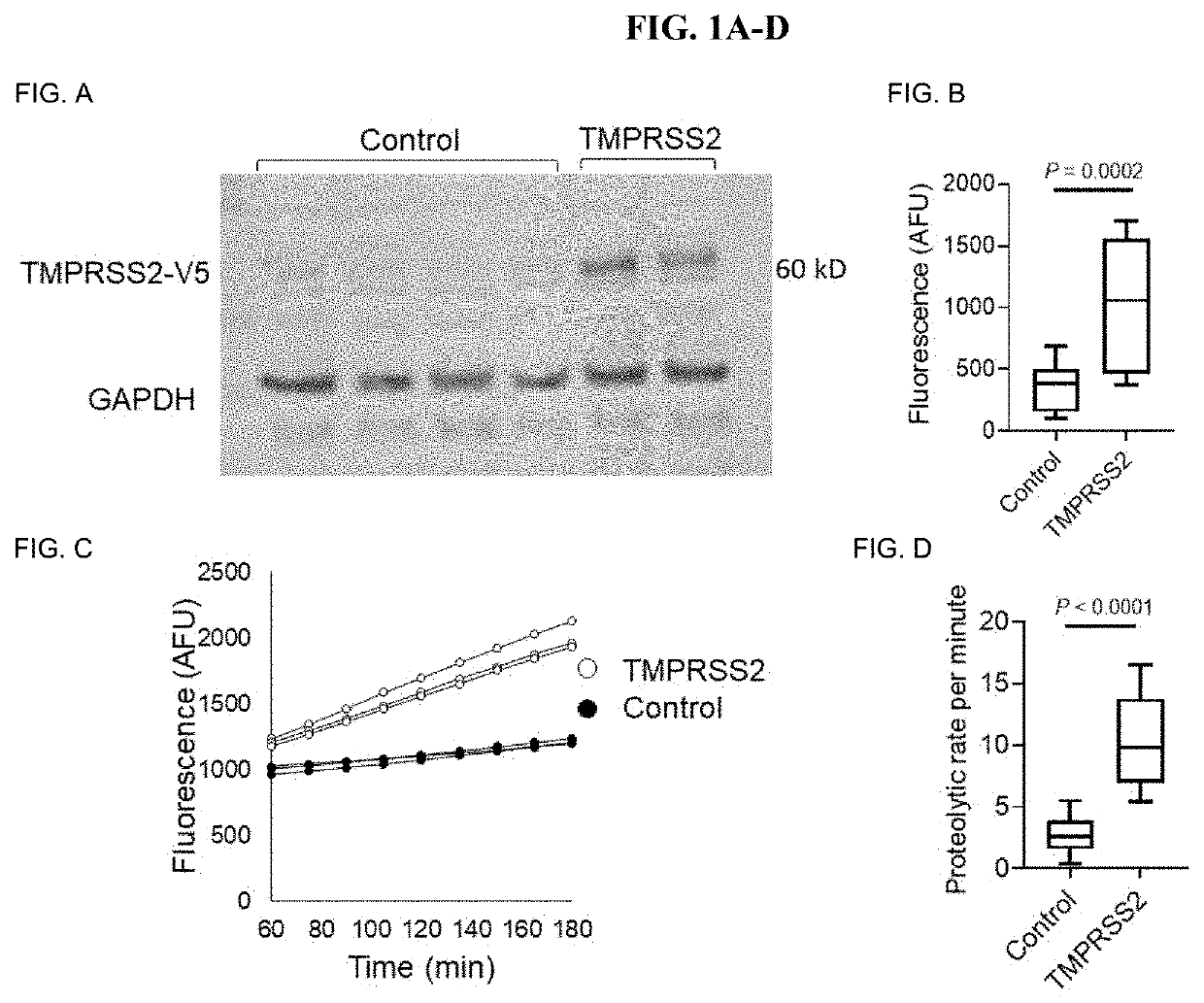 Methods for treating coronavirus infection