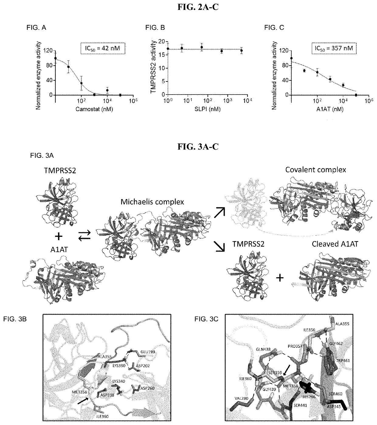 Methods for treating coronavirus infection