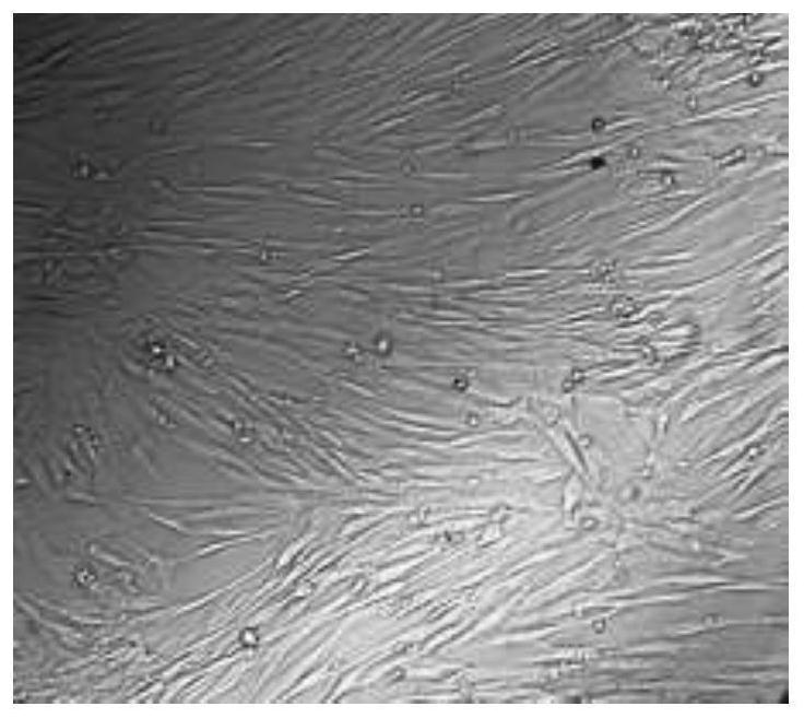 Refrigeration protection liquid and preservation method for mesenchymal stem cells