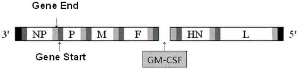 A kind of chicken Newcastle disease virus strain and its application in the preparation of chicken Newcastle disease vaccine