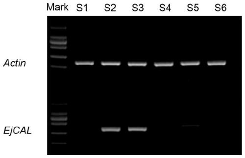 Transcription factor EjCAL participating in regulation and control of flower bud differentiation of loquats and application of transcription factor EjCAL