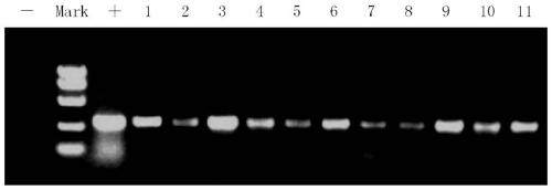 Transcription factor EjCAL participating in regulation and control of flower bud differentiation of loquats and application of transcription factor EjCAL