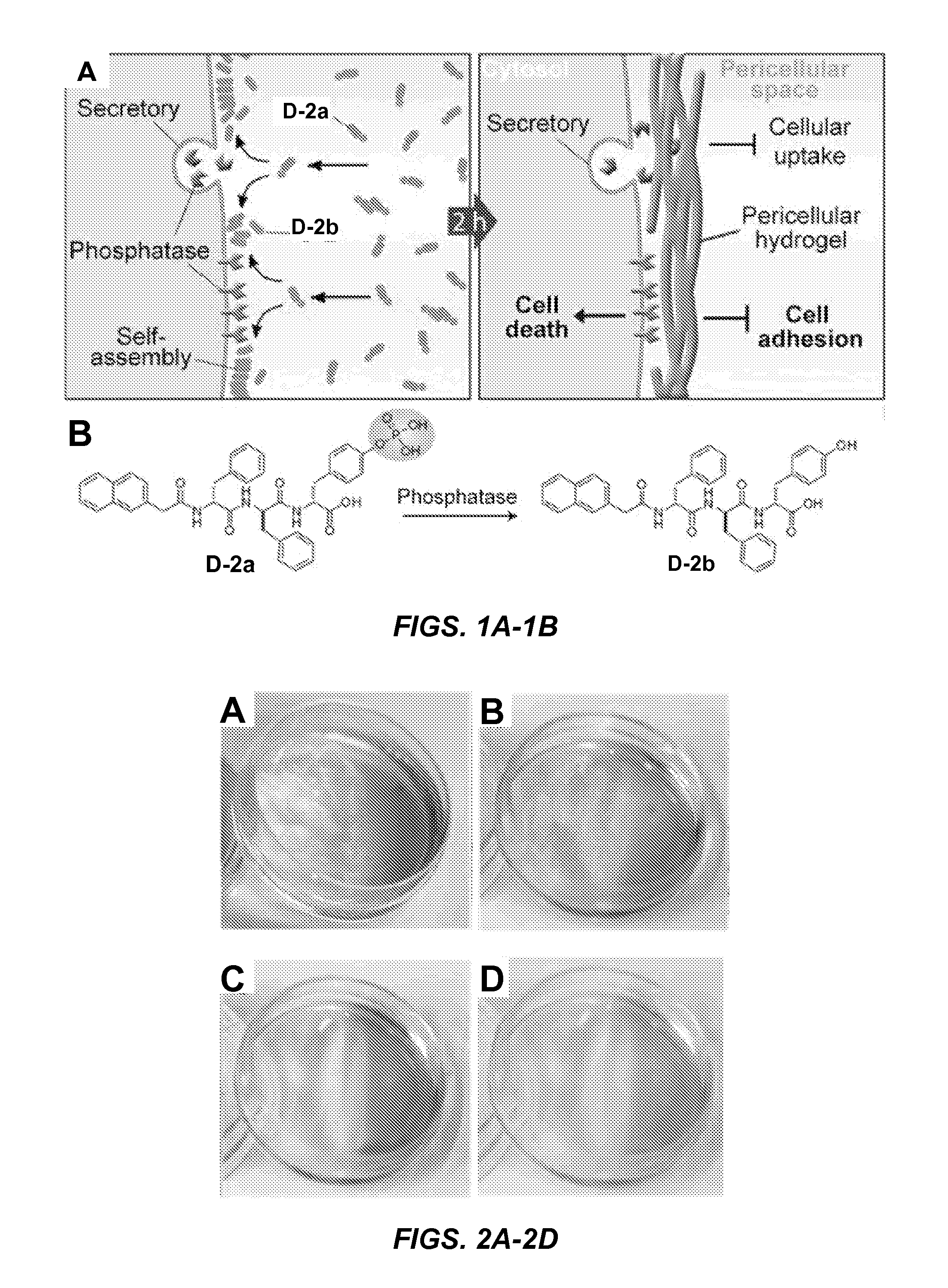 Synthetic peptides, enzymatic formation of pericellular hydrogels/nanofibrils, and methods of use