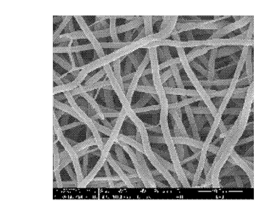 Surface modification method of aliphatic polyester electrospun fiber by using sodium alginate and gelatin