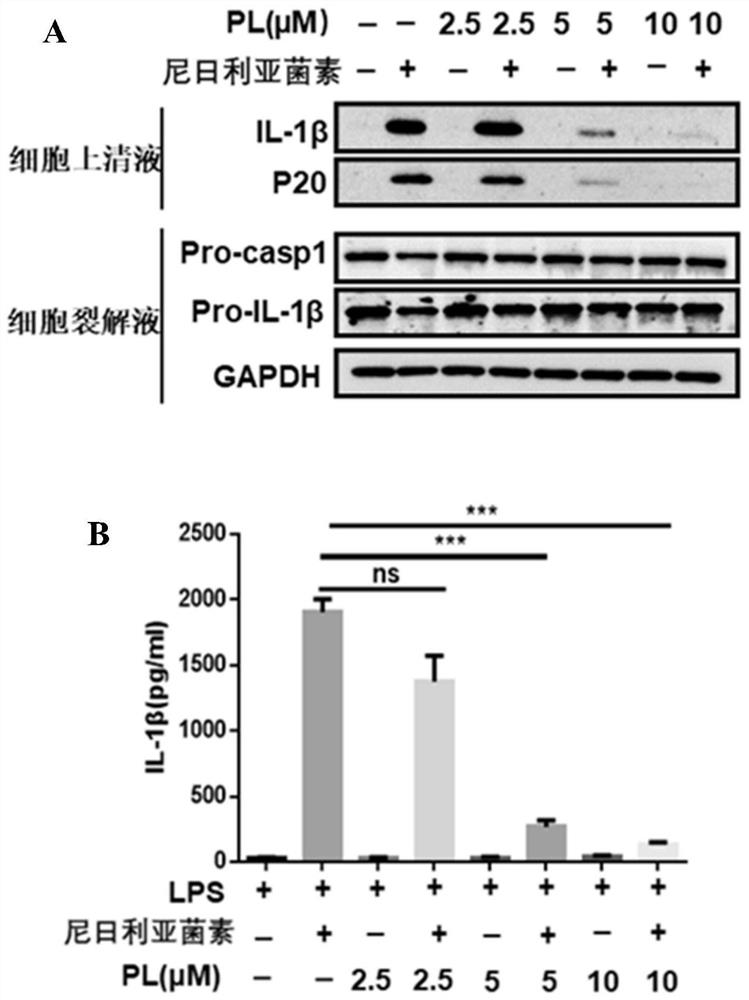 Application of piperlongumine in inhibition of NLRP3 inflammasome activation