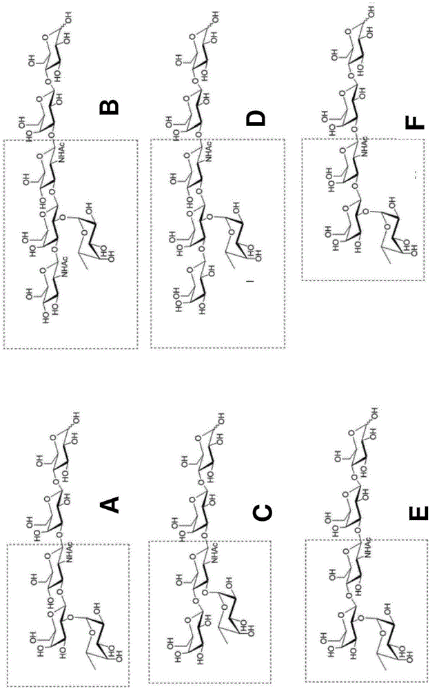 Synthetic or recombinant fucosylated oligosaccarides for use in the treatment of infections