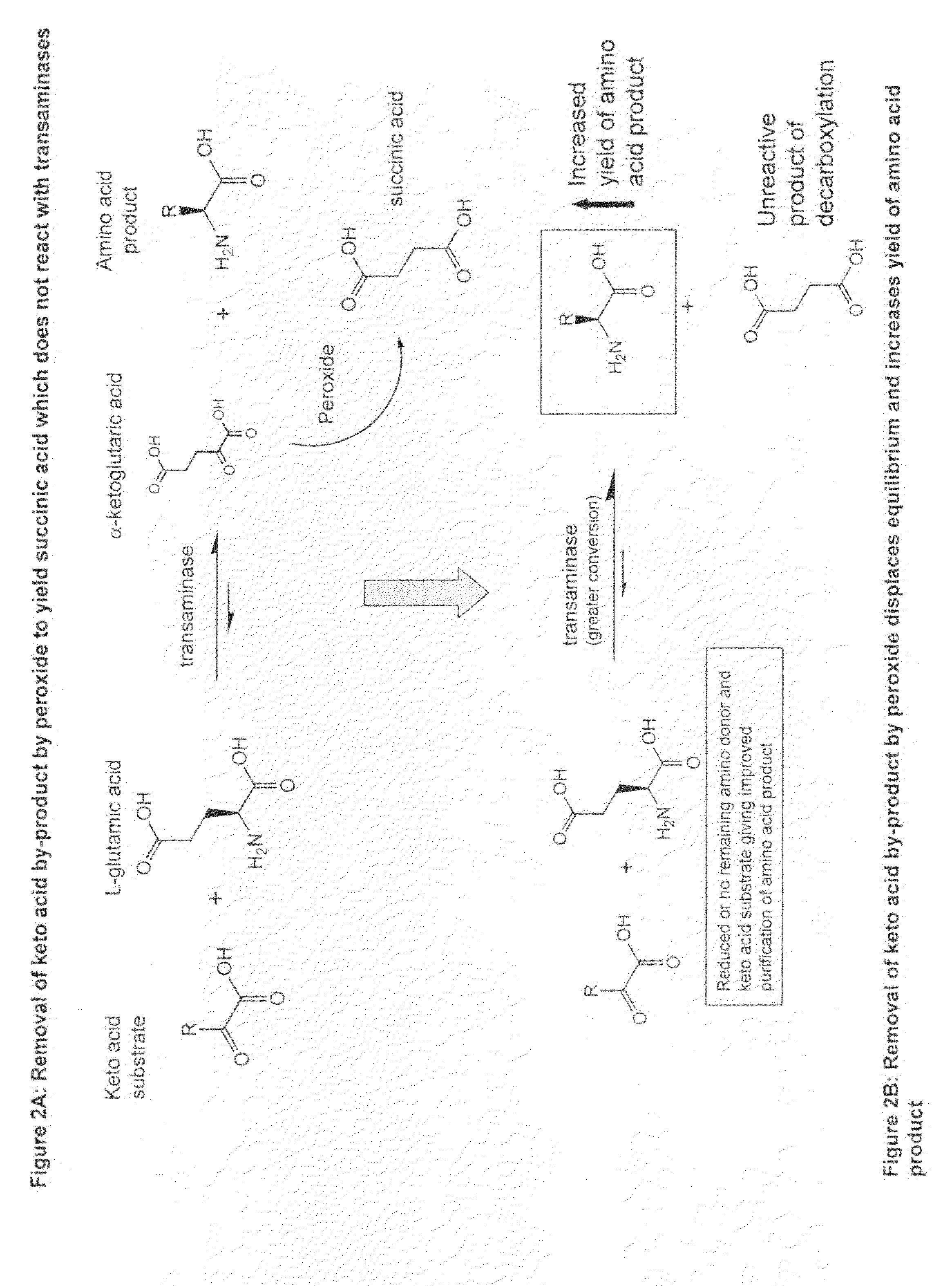 Method to increase the yield and improve purification of products from transaminase reactions