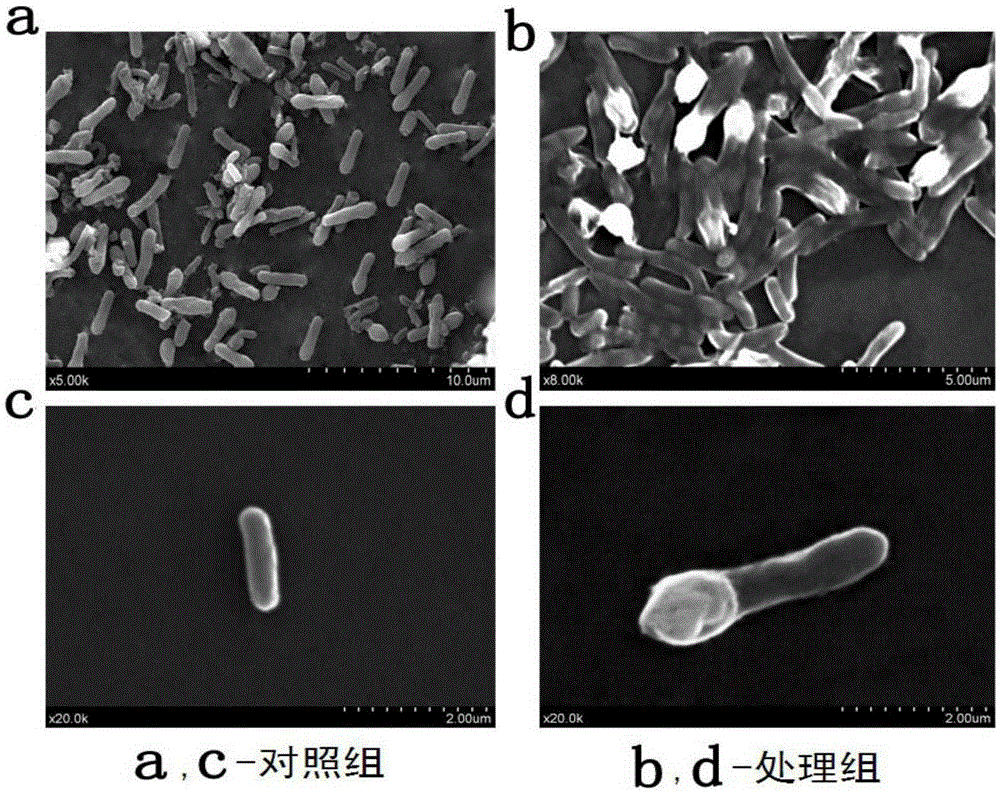 A kind of nanofiber material used for keeping pork fresh