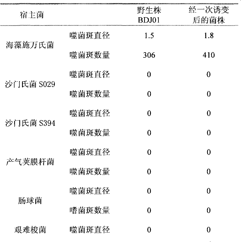 Use of UV induction mutation for reinforcing cracking performance of Bdellovibrio