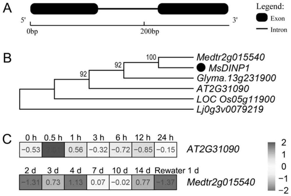 Drought-enduring protein and application of encoding gene thereof in cultivation of drought-enduring plants