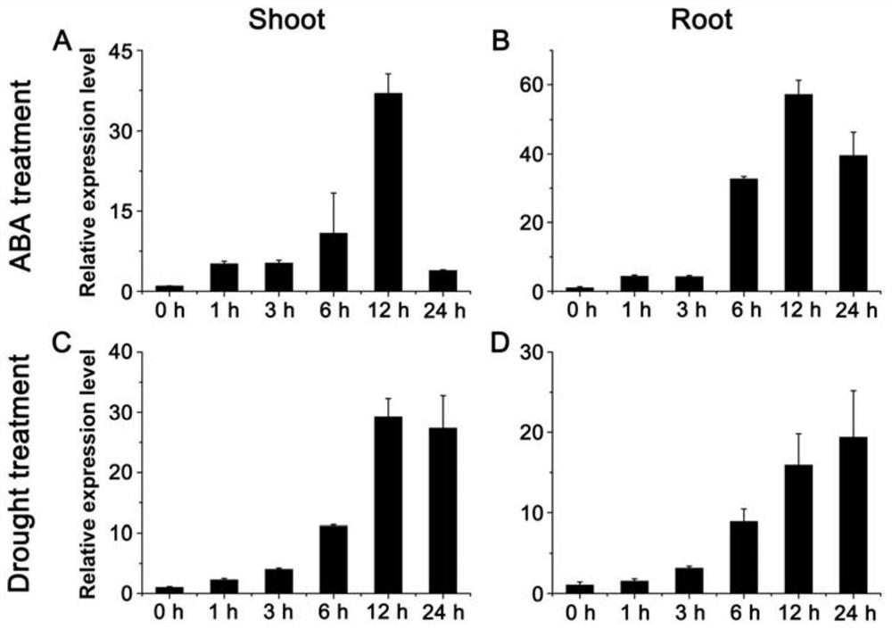 Drought-enduring protein and application of encoding gene thereof in cultivation of drought-enduring plants