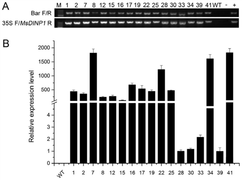 Drought-enduring protein and application of encoding gene thereof in cultivation of drought-enduring plants