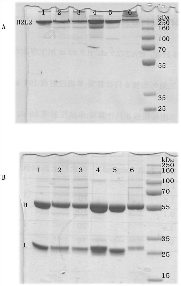 Double-antibody composition and application to preparation of COVID-19 (Coronavirus Disease 2019) treatment drugs