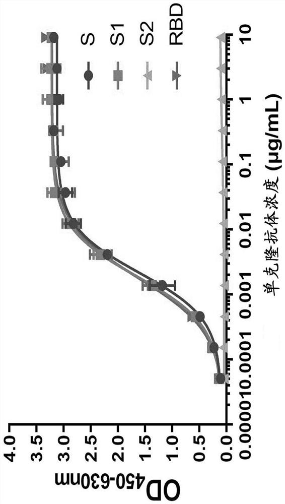 Double-antibody composition and application to preparation of COVID-19 (Coronavirus Disease 2019) treatment drugs