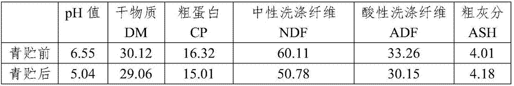 Hybrid paper mulberry silage and application thereof