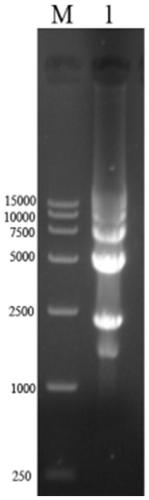 Construction and identification methods of infectious clones of porcine circovirus type 3