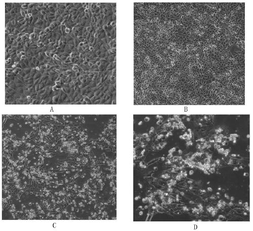 Construction and identification methods of infectious clones of porcine circovirus type 3