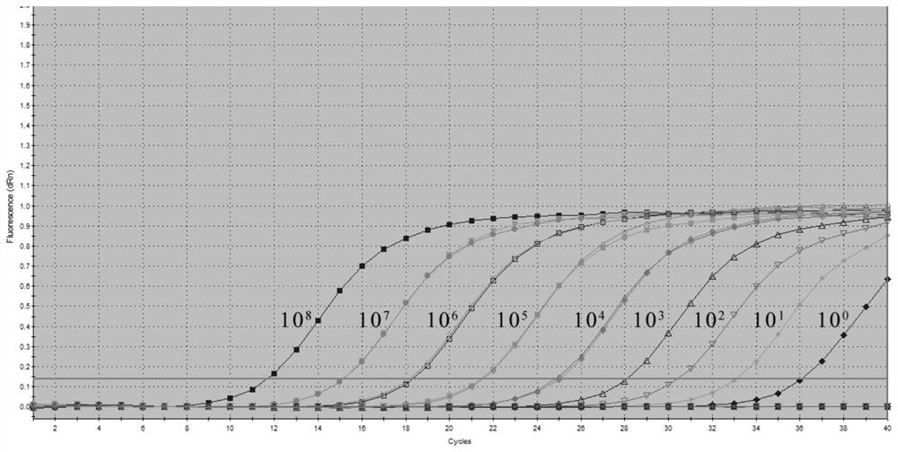 Specific primer, probe and kit for detecting Chinese soft-shelled turtle flavivirus