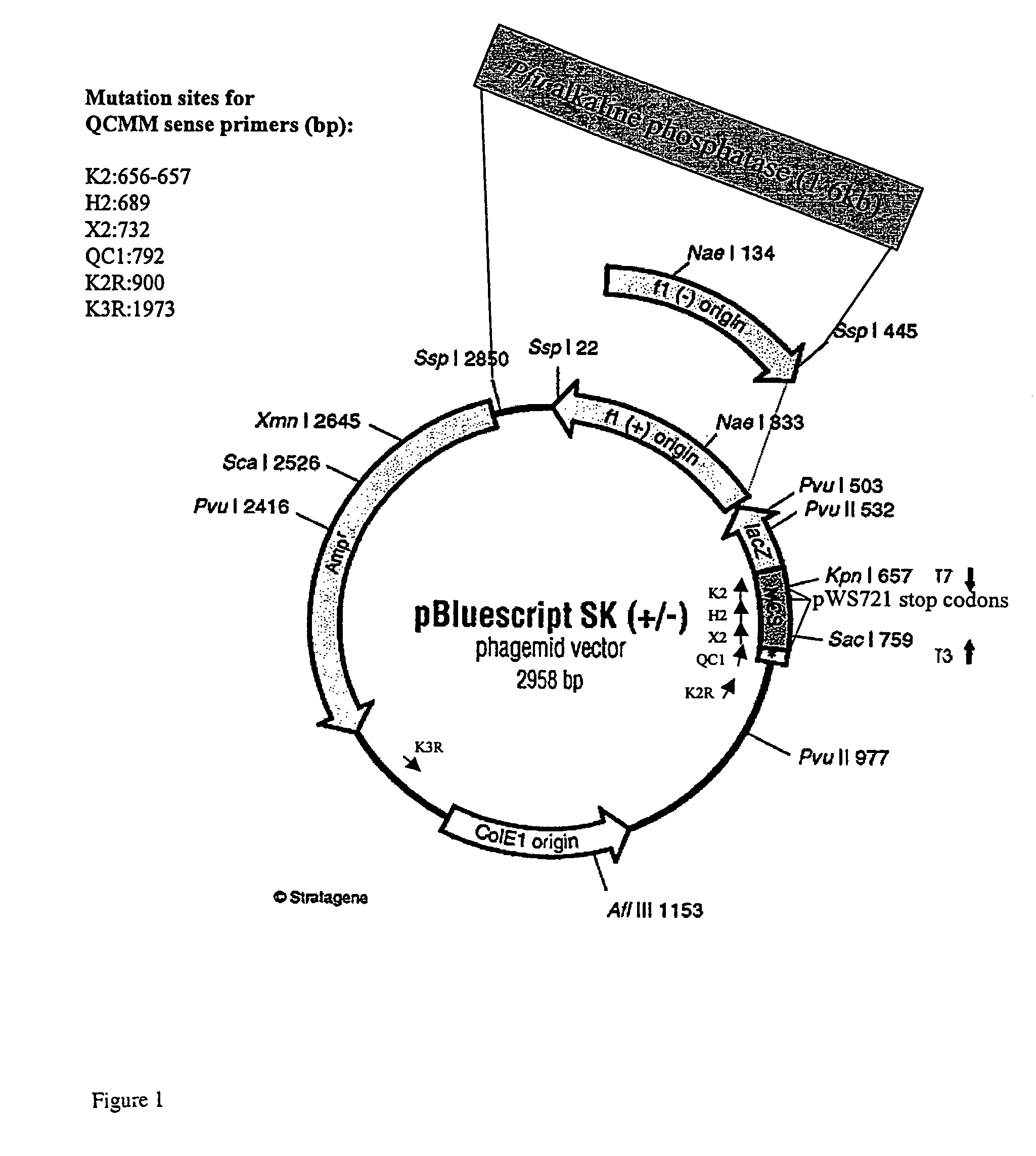 Multi-site mutagenesis