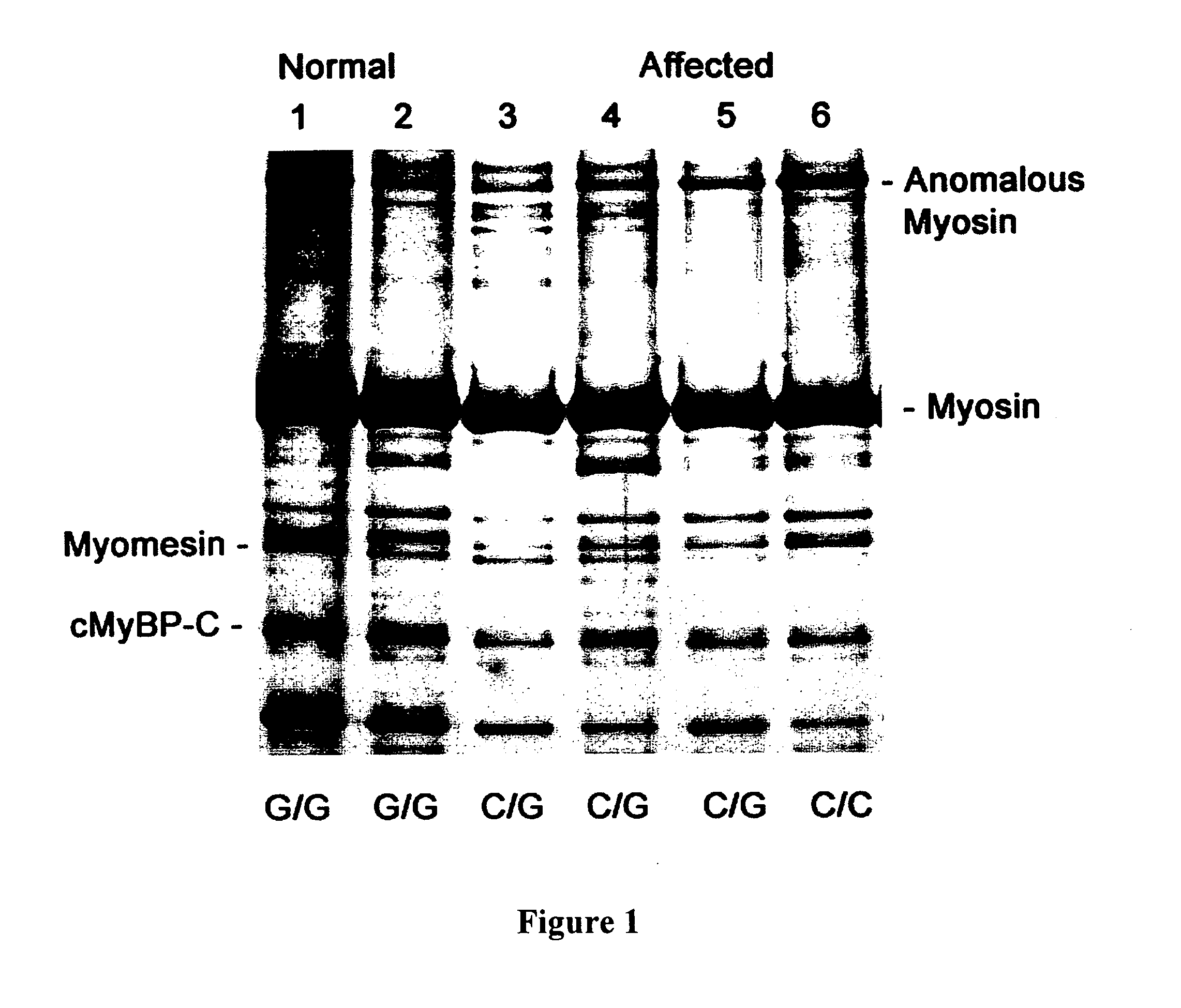 Detecting mutations in the feline cardiac myosin binding protein C gene associated with hypertrophic cardiomyopathy in cats