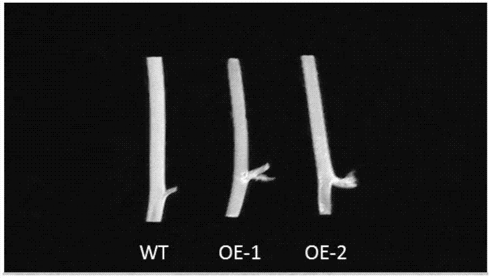 Application of Arabidopsis thaliana glycosyltransferase gene ugt76d1 in reducing plant surface wax