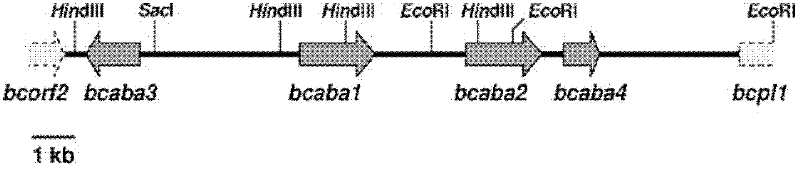 Method for efficiently preparing natural abscisic acid