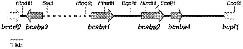 Method for efficiently preparing natural abscisic acid