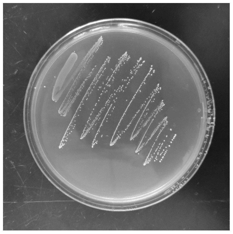 A strain of Lactococcus lactis subsp. lactis and its application in the preparation of soybean milk