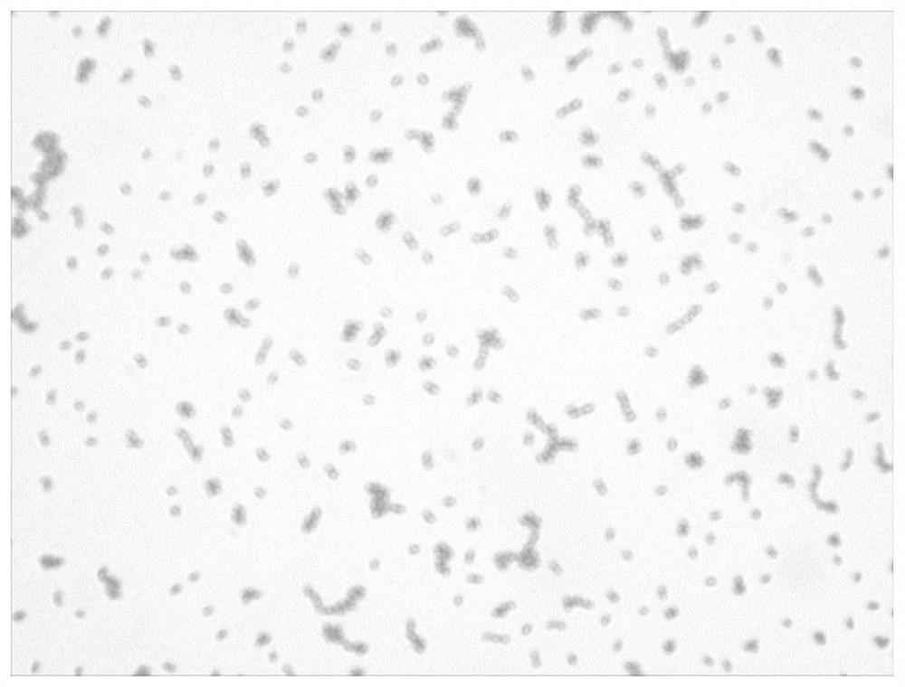 A strain of Lactococcus lactis subsp. lactis and its application in the preparation of soybean milk