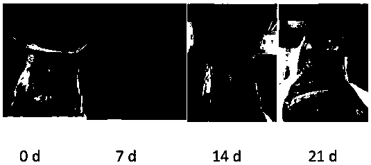 Polyamino acid, preparation method thereof and drug-loaded gel