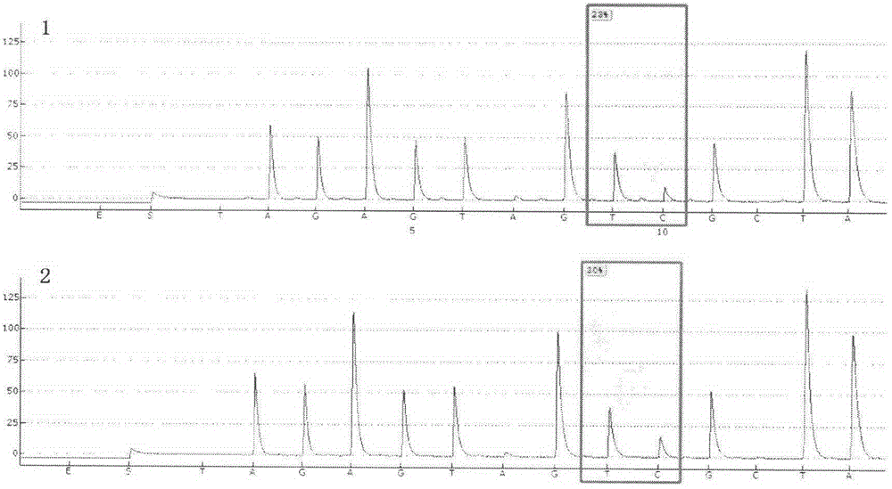 Detection for methylated sites of human genes NUDT2 and PCDH8 and applications of methylated sites of human genes NUDT2 and PCDH8