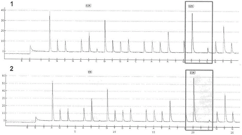 Detection for methylated sites of human genes NUDT2 and PCDH8 and applications of methylated sites of human genes NUDT2 and PCDH8