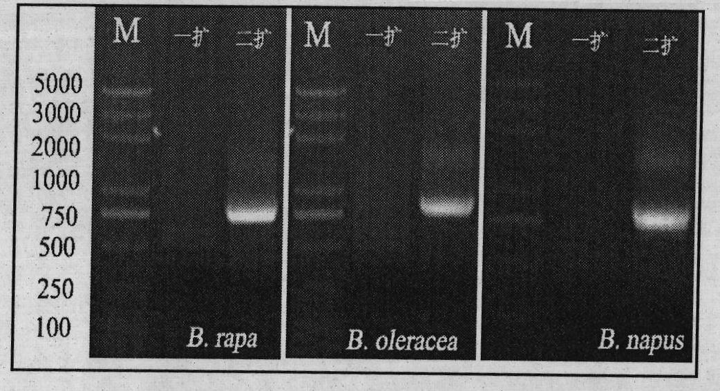 Gene families of cabbage type rape, parental species Chinese cabbage and cabbage AHA10 thereof and applications thereof