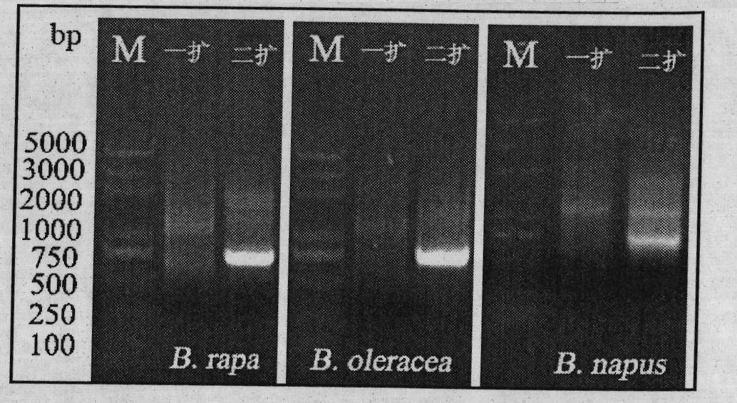 Gene families of cabbage type rape, parental species Chinese cabbage and cabbage AHA10 thereof and applications thereof