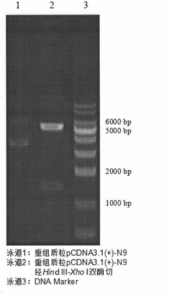 Application of AIV (avian influenza virus) H7N9 NA (neuraminidase) inhibitor