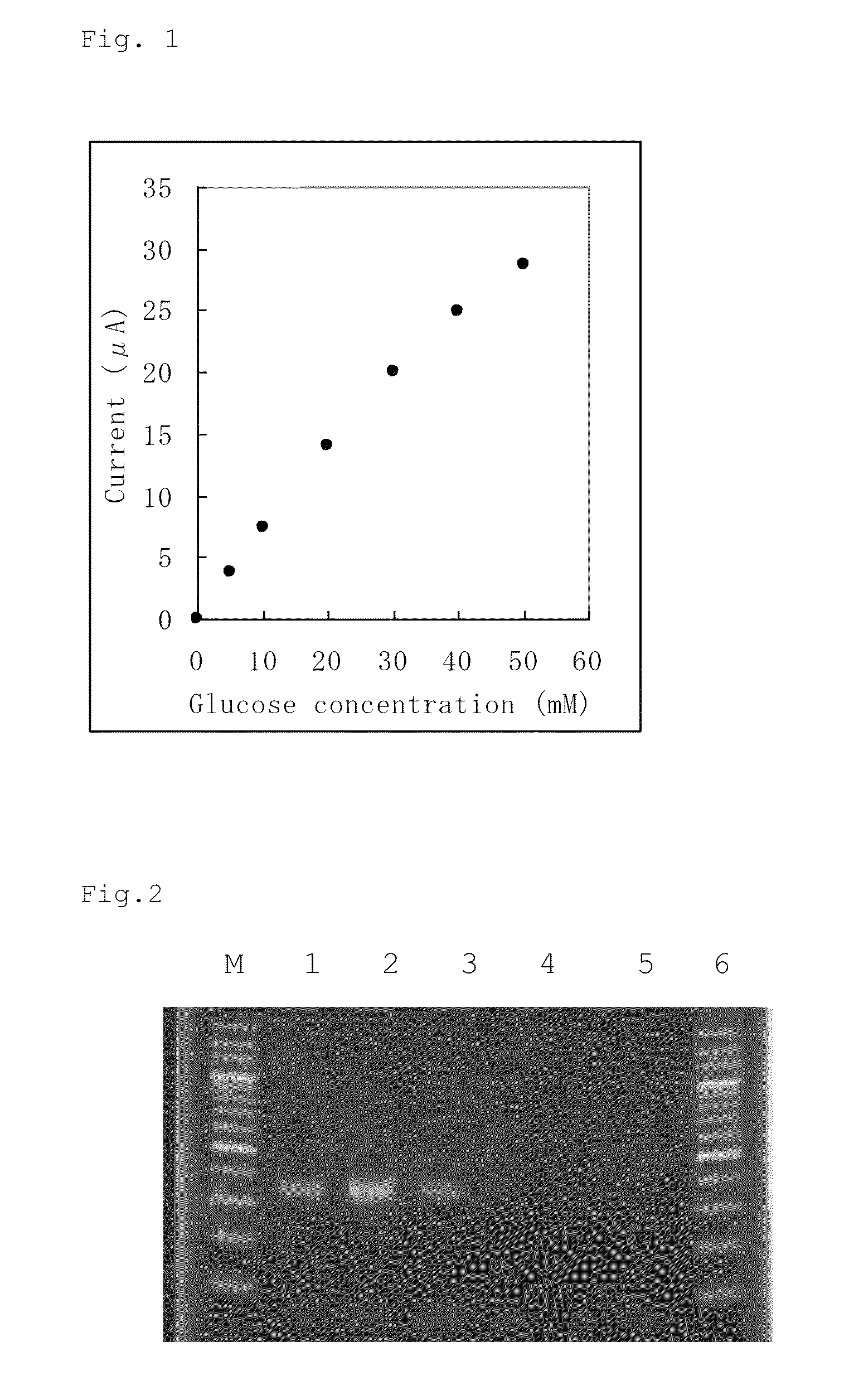 FAD-conjugated glucose dehydrogenase gene