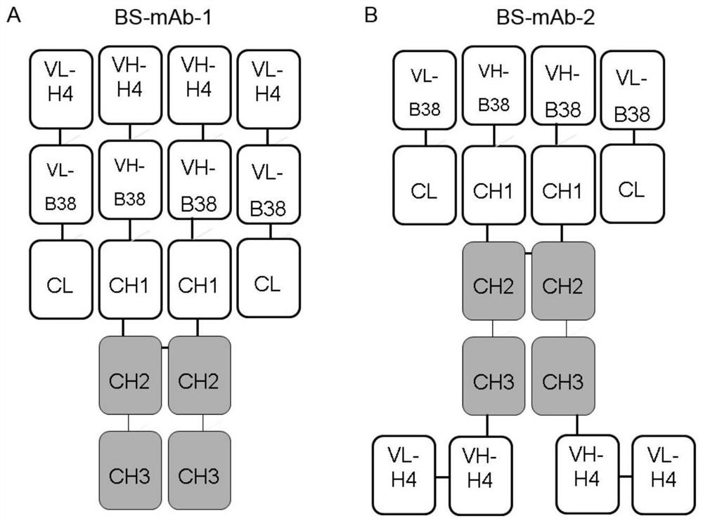 Bispecific antibody for resisting novel coronavirus and application of bispecific antibody