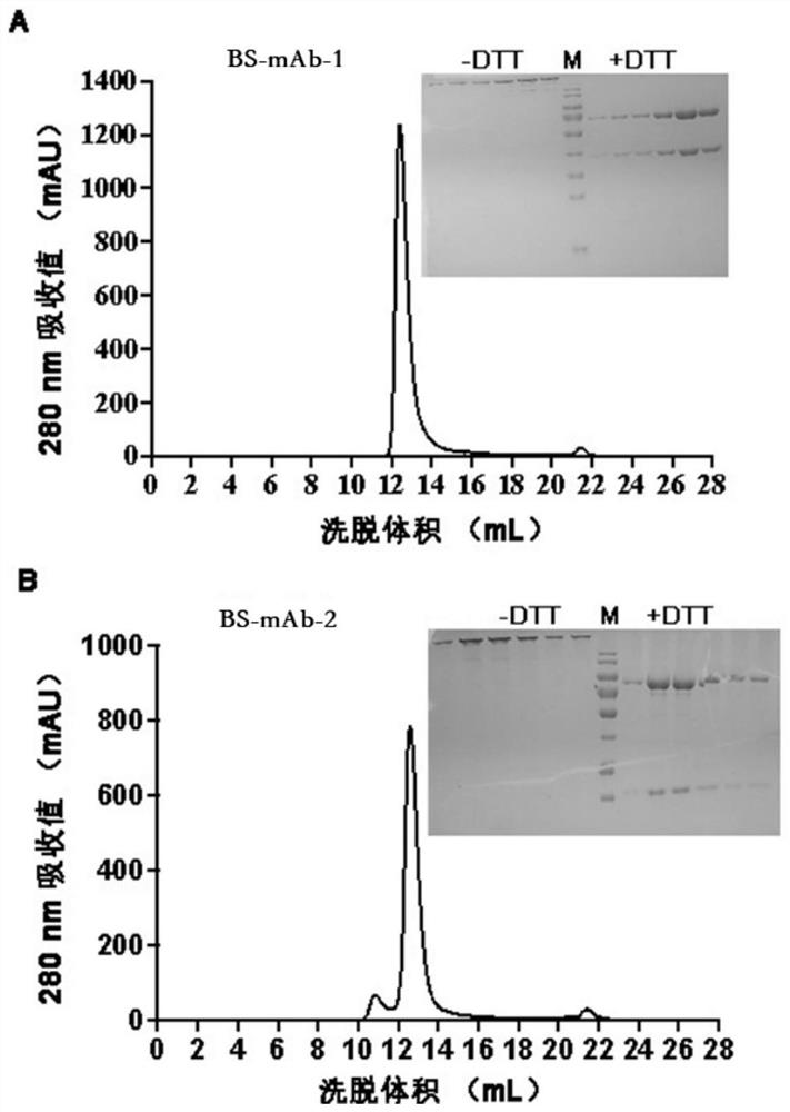 Bispecific antibody for resisting novel coronavirus and application of bispecific antibody