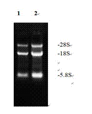 Method for obtaining polyclonal antibody of sheep independent growth factor 1B