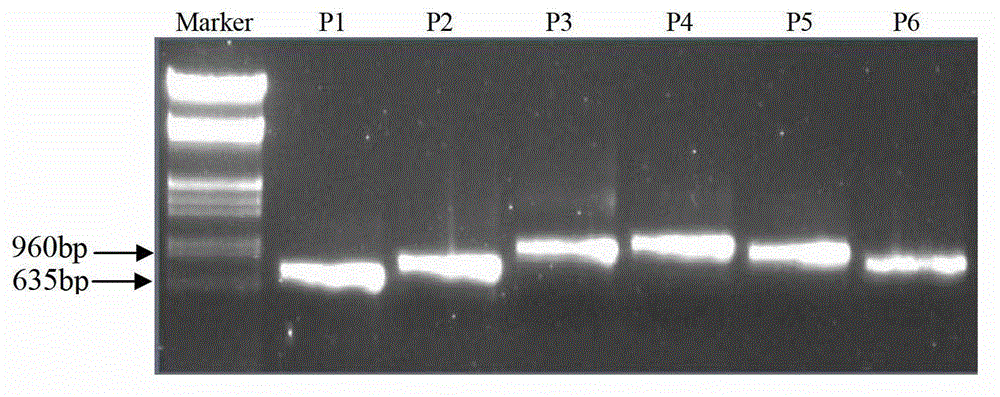 Ubi1 intron sequence capable of enhancing gene expression and applications