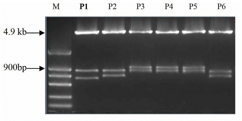 Ubi1 intron sequence capable of enhancing gene expression and applications