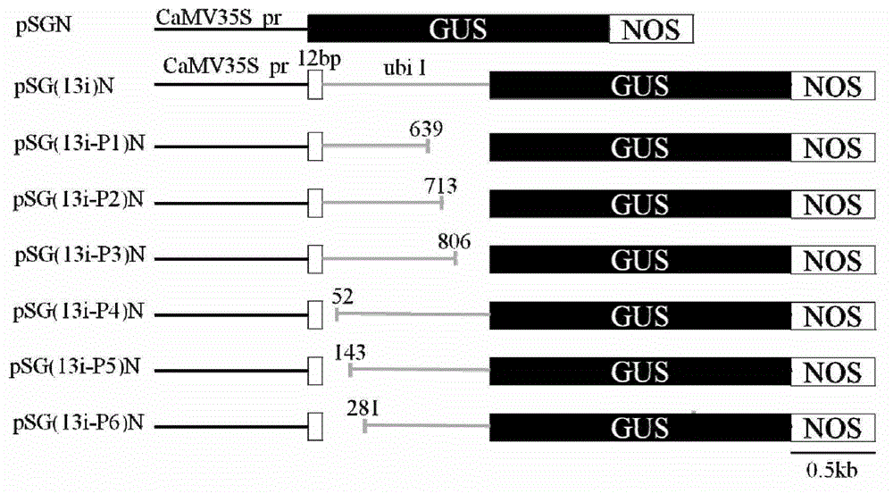 Ubi1 intron sequence capable of enhancing gene expression and applications