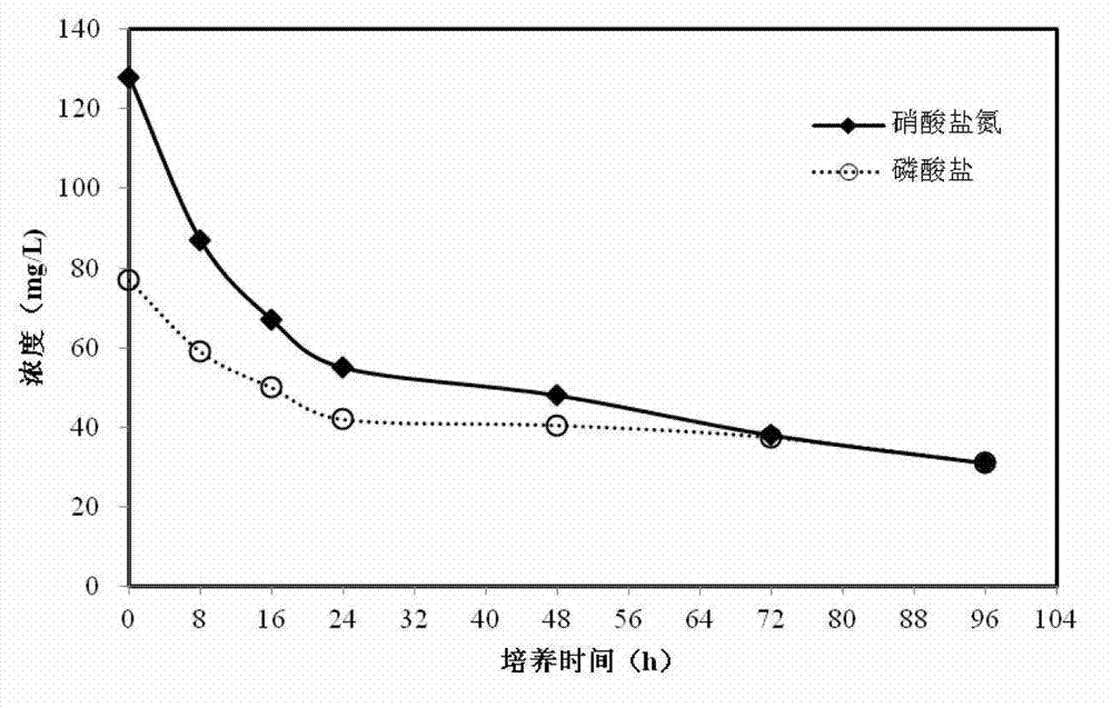 Denitrifying phosphate-accumulating organism with nitrogen and phosphorus removal functions and applications thereof