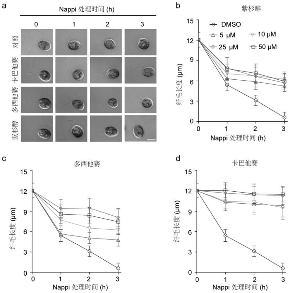 Application of paclitaxel or analogue thereof in inhibition of cilia depolymerization