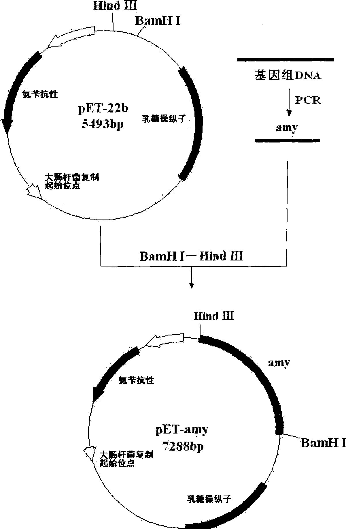 Medium temperature Alpha-amylase high yielding strain and building method thereof