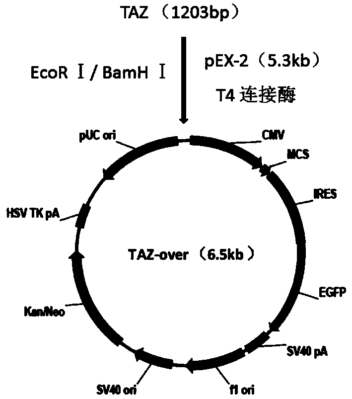 PC9 cell strain knocked down or over-expressed by TAZ as well as construction method and application of PC9 cell strain