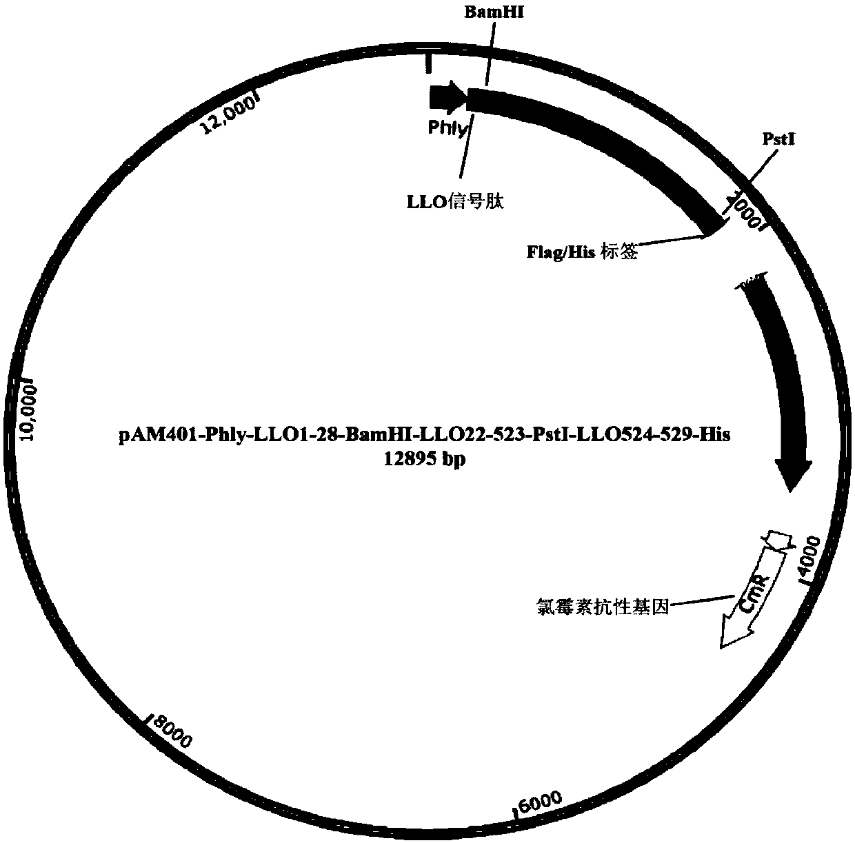 Nonconformable listeria monocytogenes vaccine and antitumor immune response method